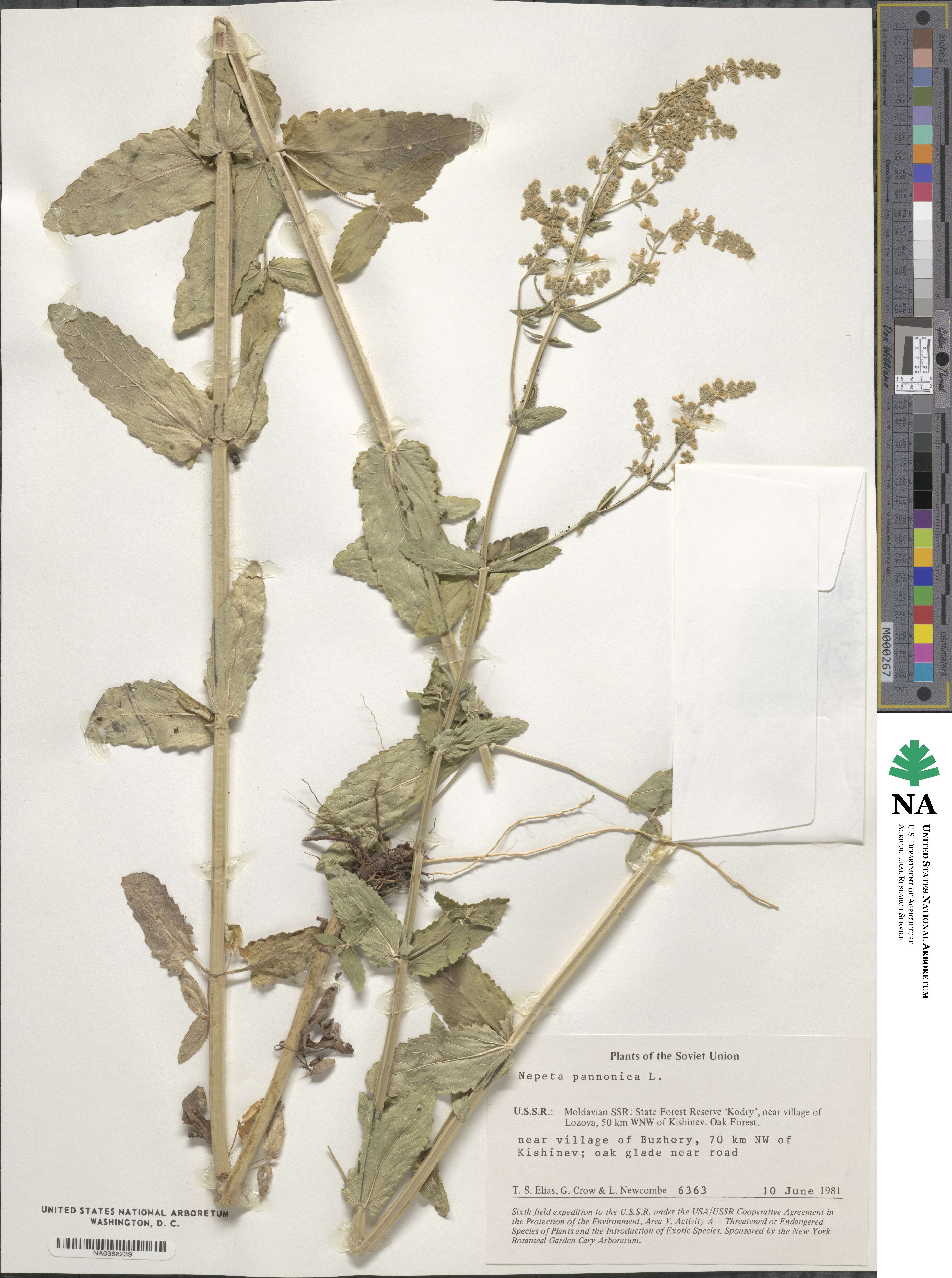 Nepeta nuda subsp. nuda image