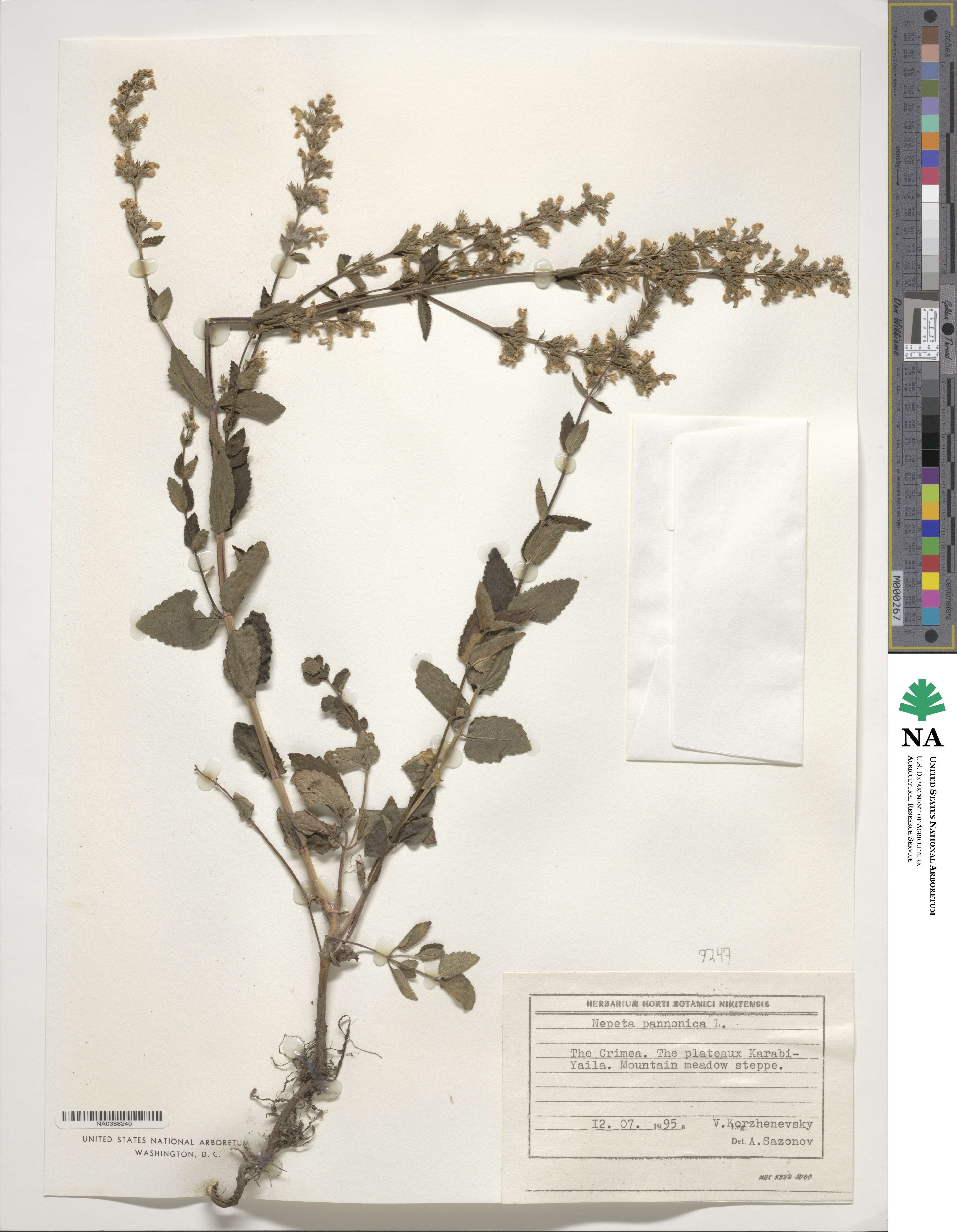 Nepeta nuda subsp. nuda image