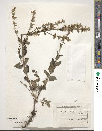 Nepeta nuda subsp. nuda image