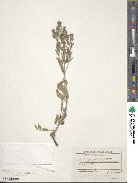 Nepeta cataria image