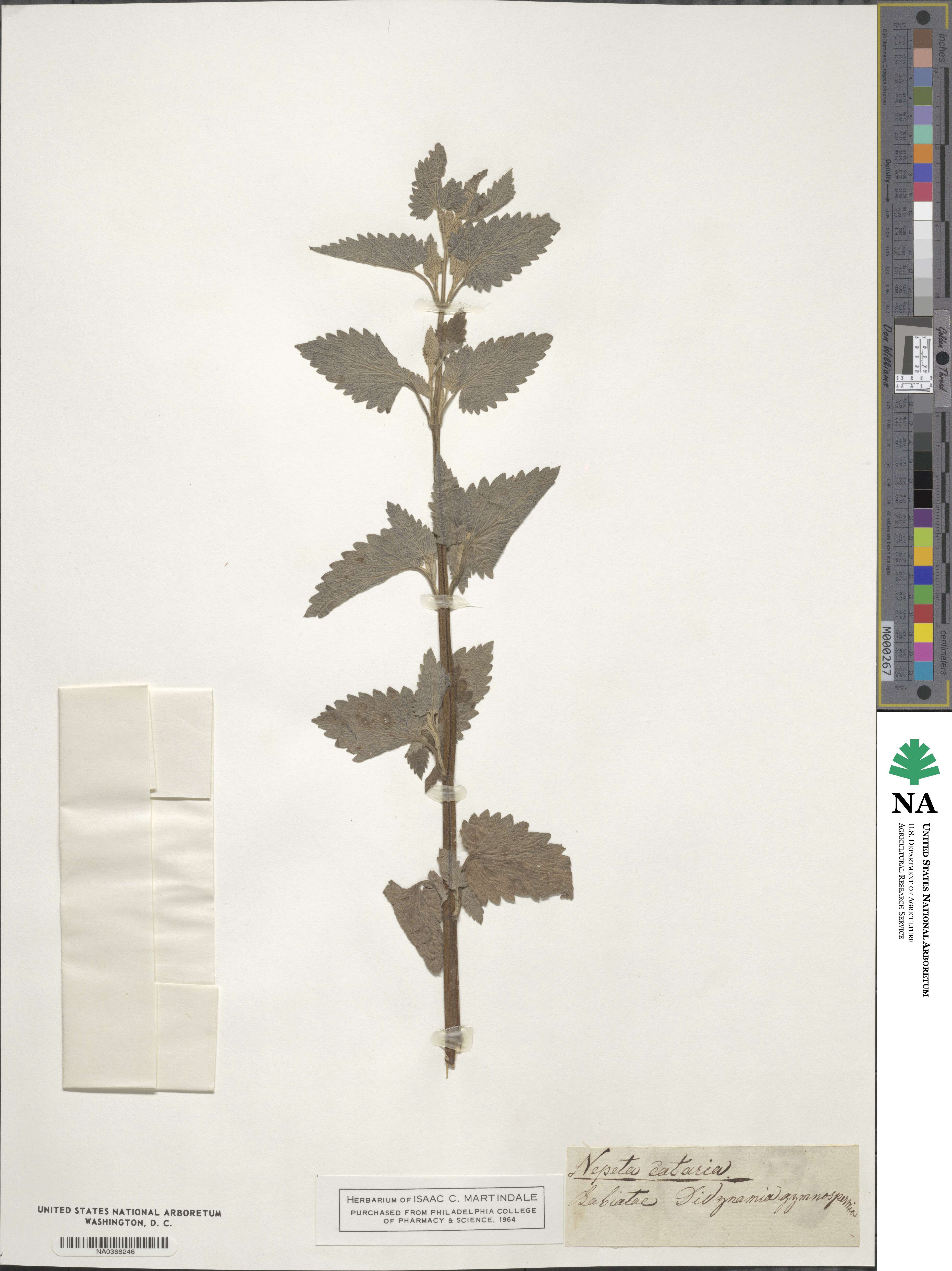 Nepeta cataria image