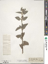 Nepeta cataria image