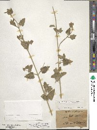 Nepeta cataria image