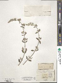 Image of Nepeta caerulea