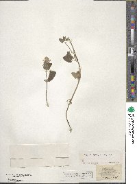 Nepeta caerulea image