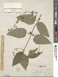 Nepeta govaniana image