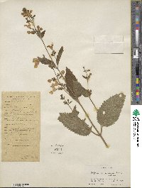 Nepeta govaniana image