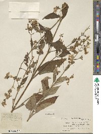 Nepeta govaniana image