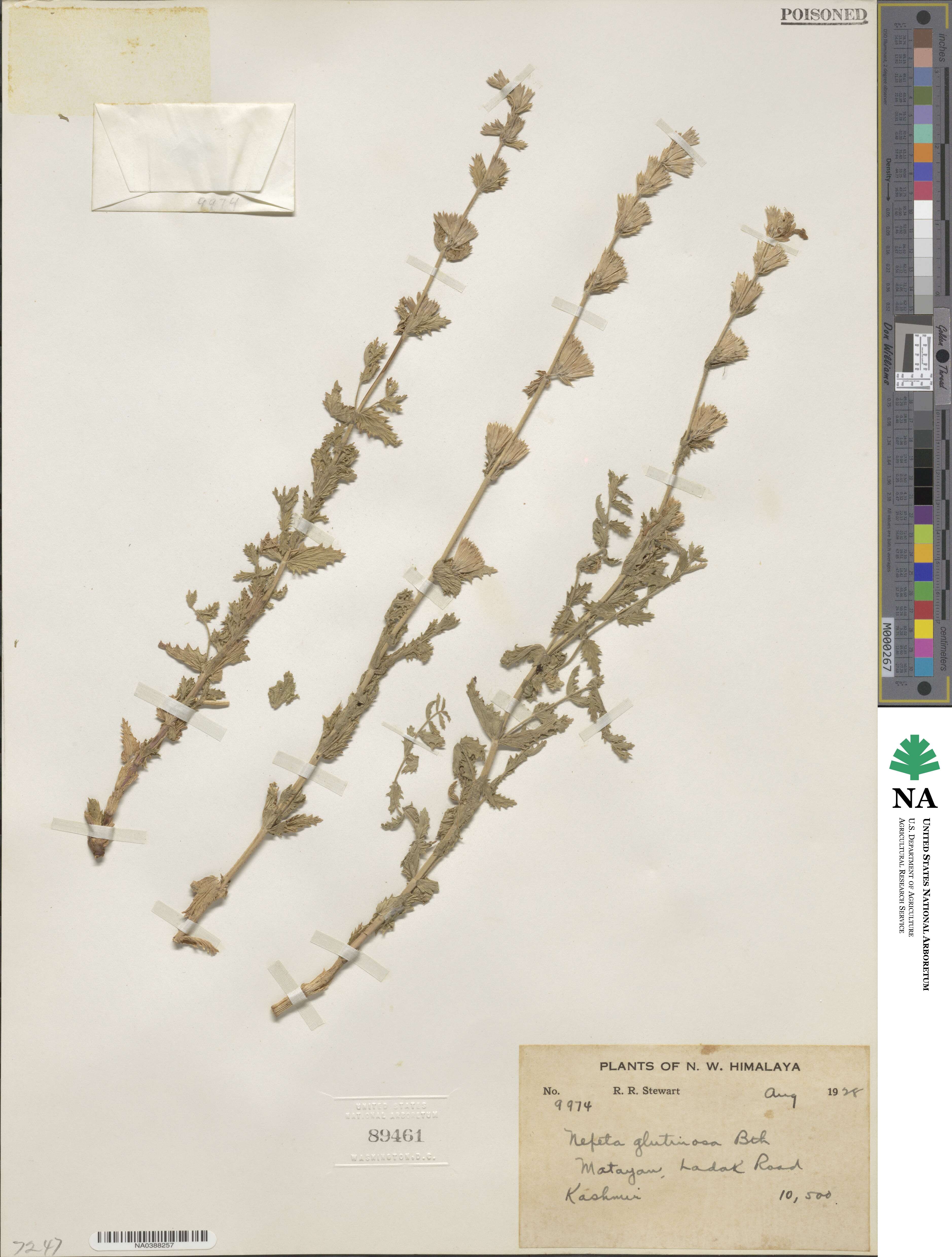 Nepeta glutinosa image
