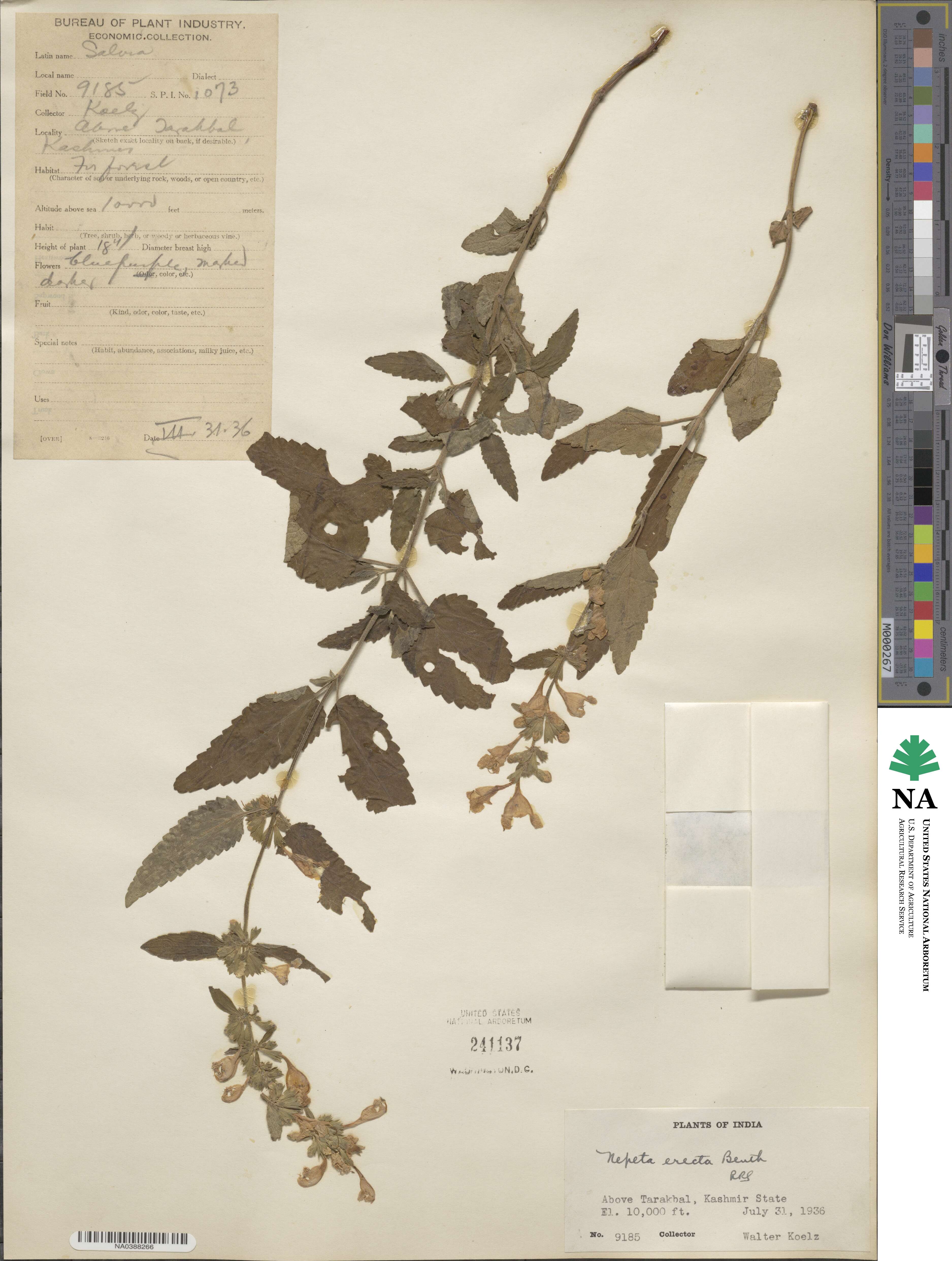 Nepeta erecta image