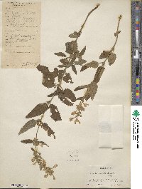 Image of Nepeta erecta