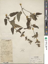 Nepeta erecta image