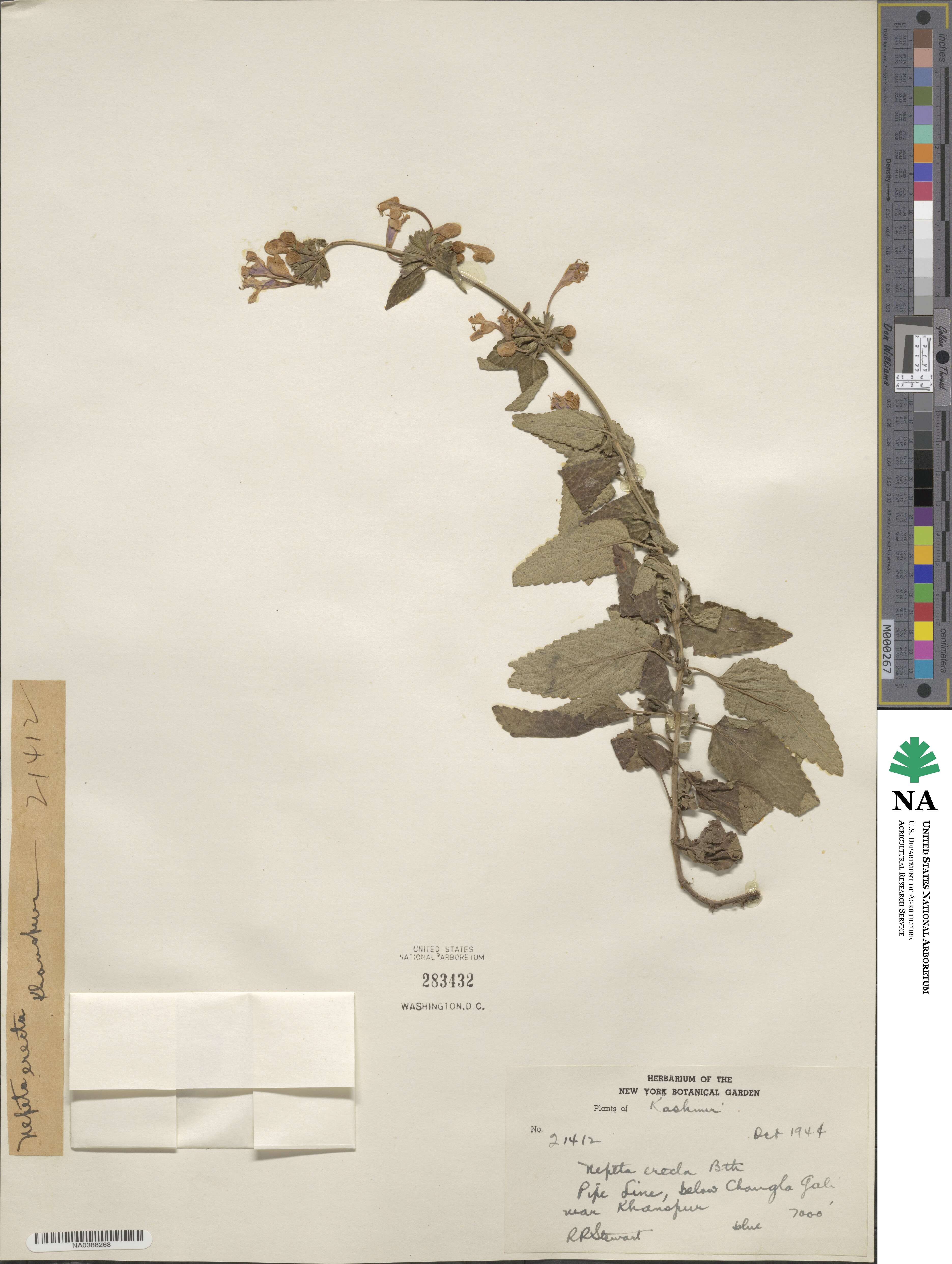 Nepeta erecta image