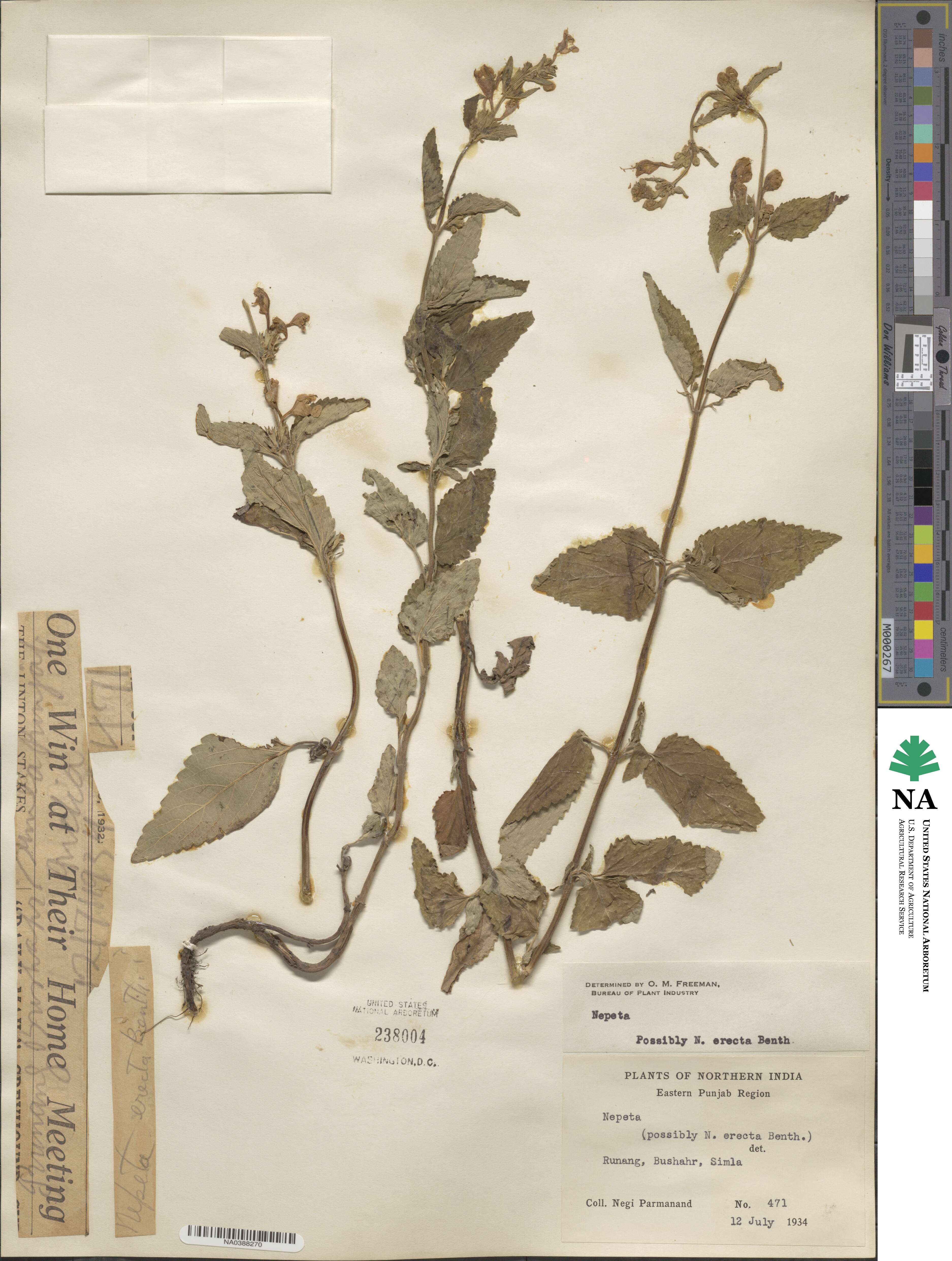 Nepeta erecta image