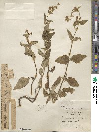 Nepeta erecta image