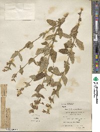 Nepeta erecta image