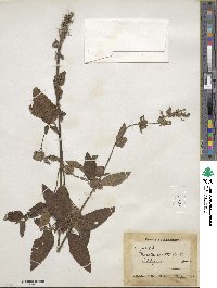 Nepeta erecta image