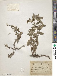 Nepeta elliptica image