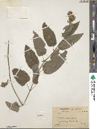 Image of Nepeta laevigata