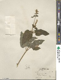 Nepeta laevigata image