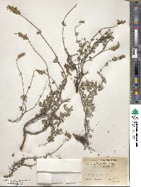 Nepeta discolor image