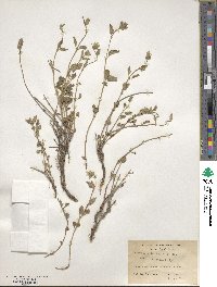 Nepeta discolor image