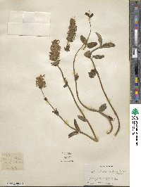 Nepeta discolor image