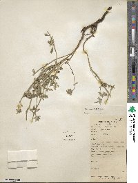 Nepeta discolor image