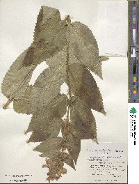 Nepeta subsessilis image