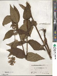 Nepeta subsessilis image