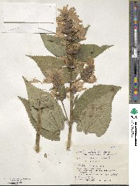 Nepeta subsessilis image