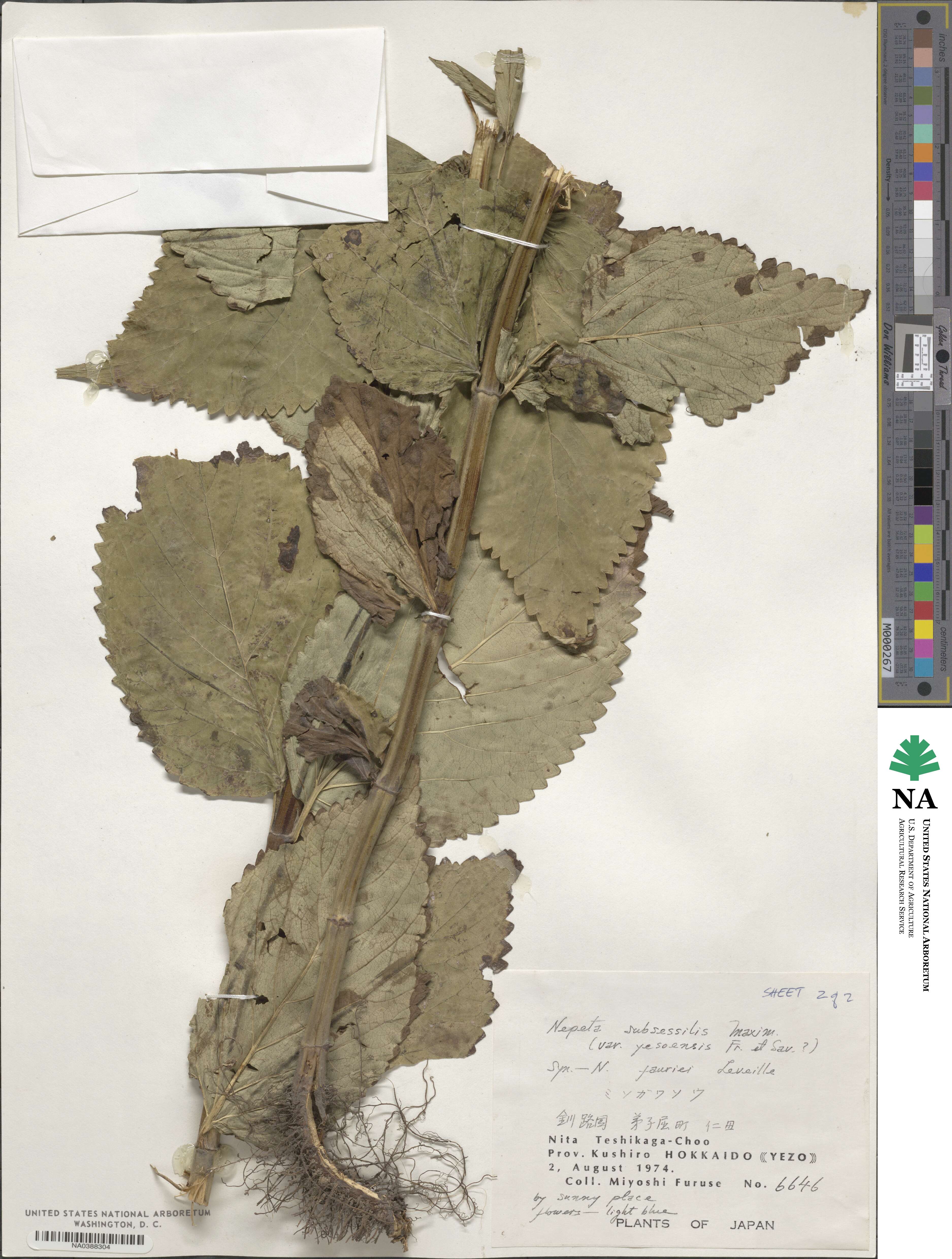 Nepeta subsessilis image