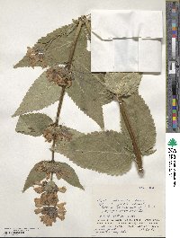 Nepeta subsessilis image