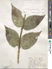 Nepeta subsessilis image