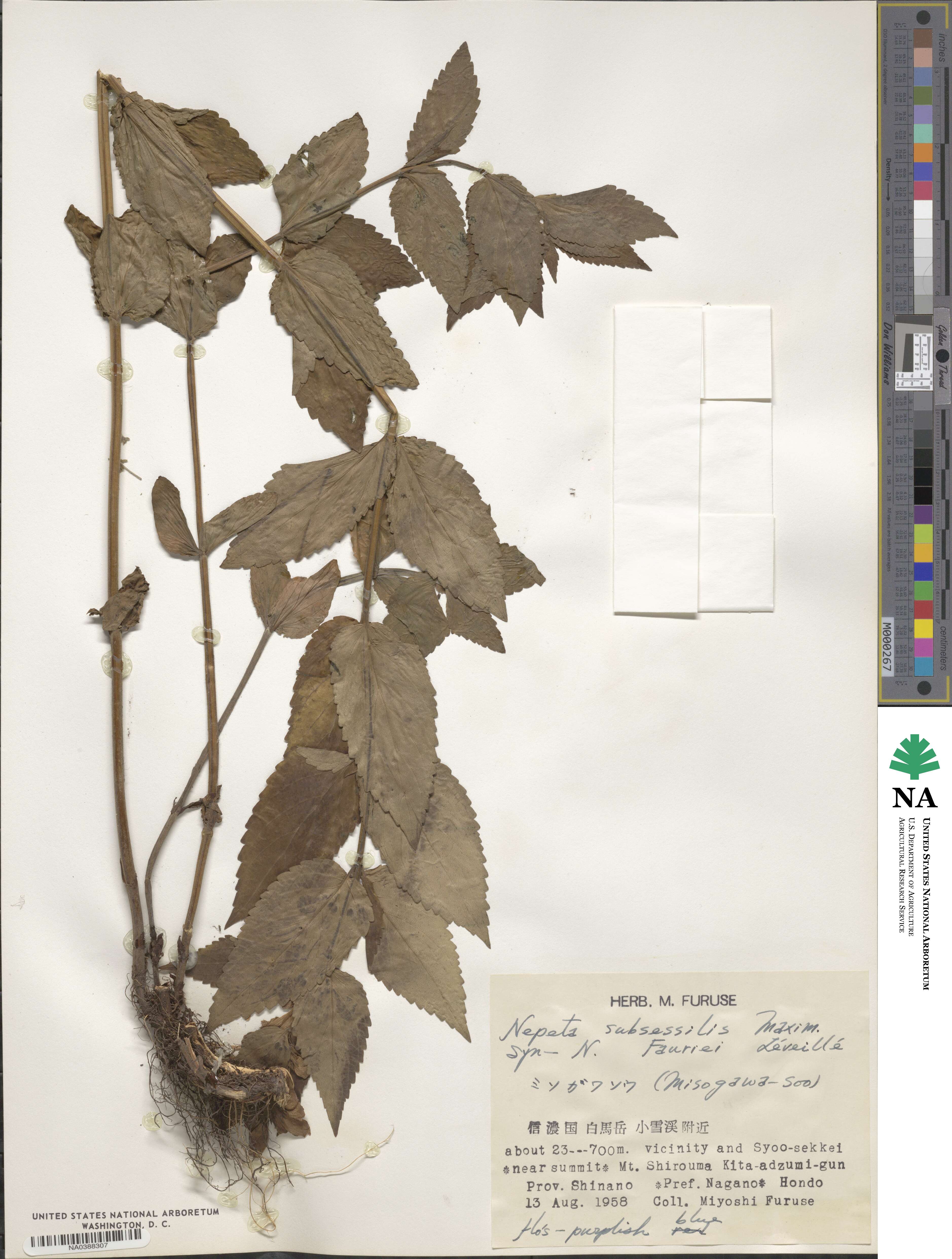 Nepeta subsessilis image