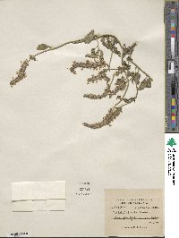 Nepeta laevigata image