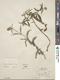 Nepeta nervosa image