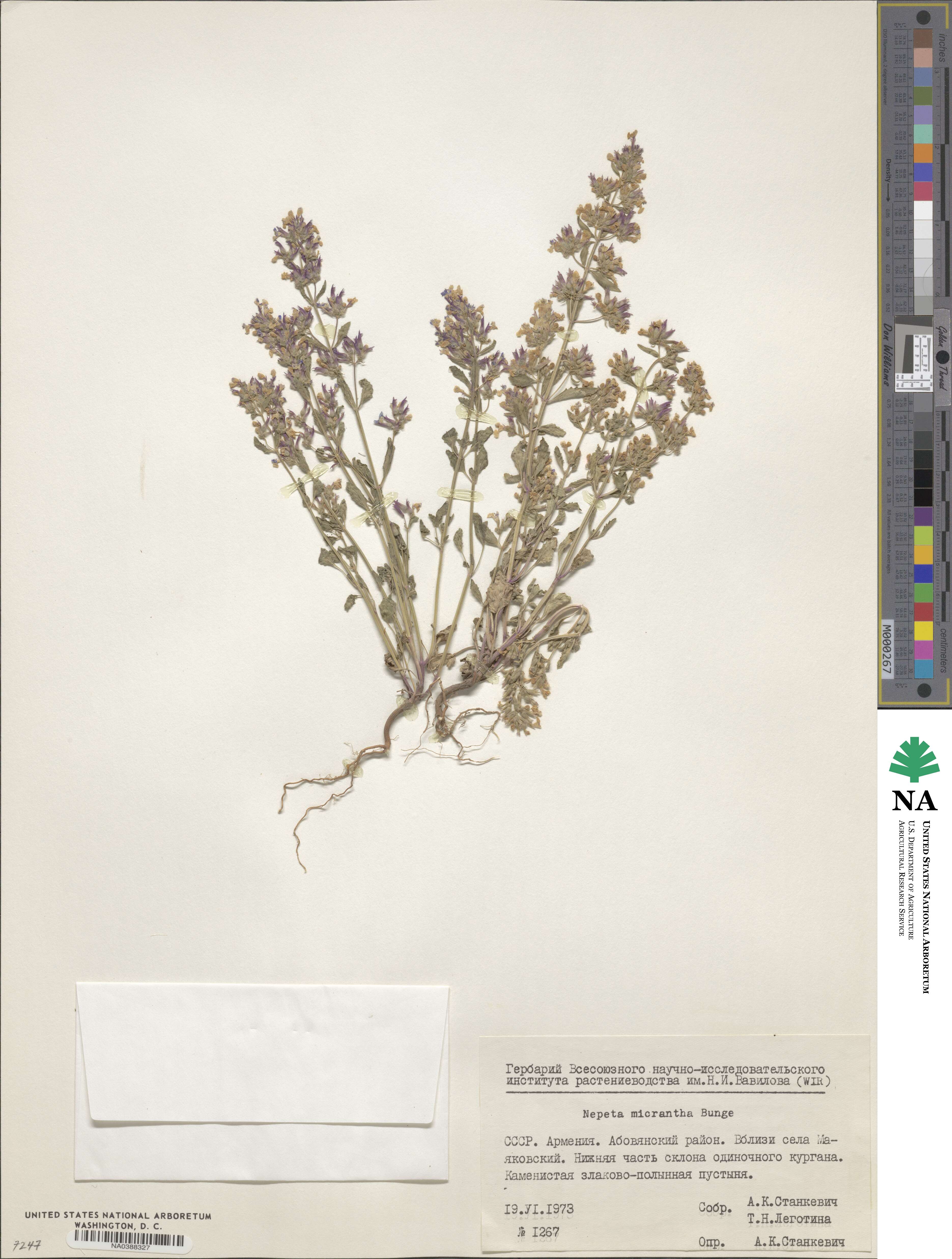 Nepeta micrantha image