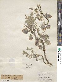 Nepeta longibracteata image