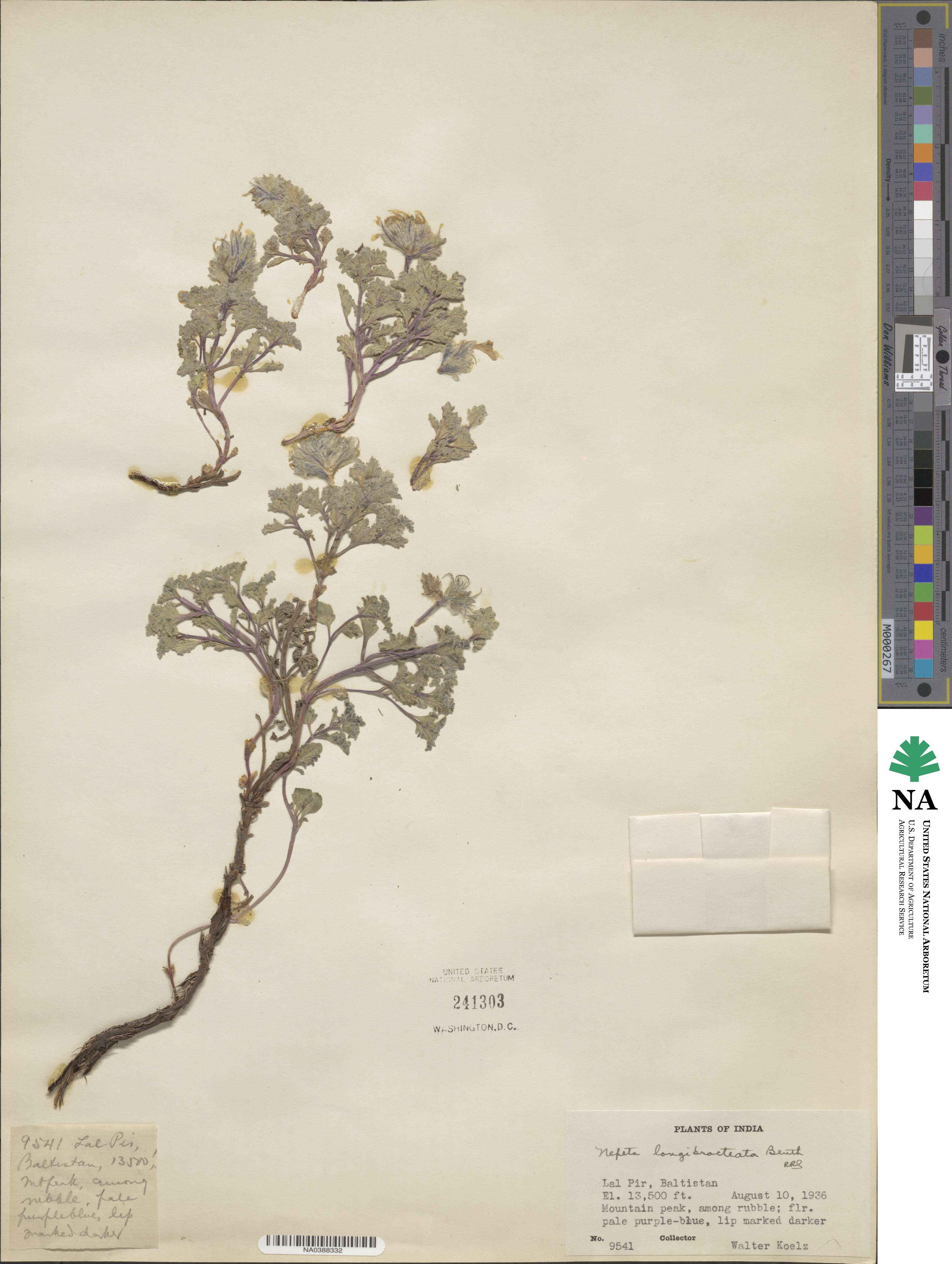Nepeta longibracteata image