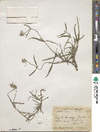 Nepeta linearis image