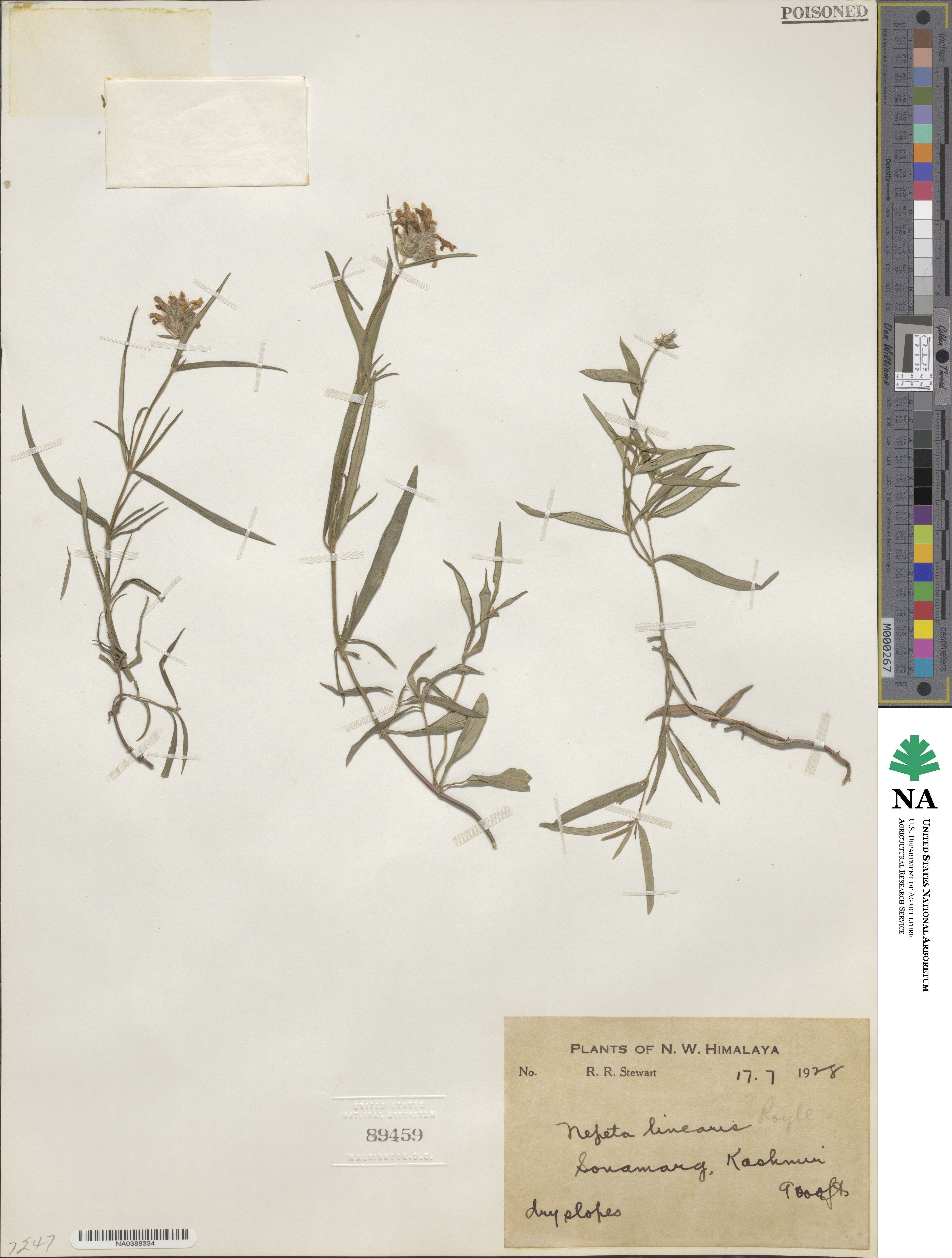 Nepeta linearis image