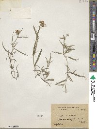 Nepeta linearis image