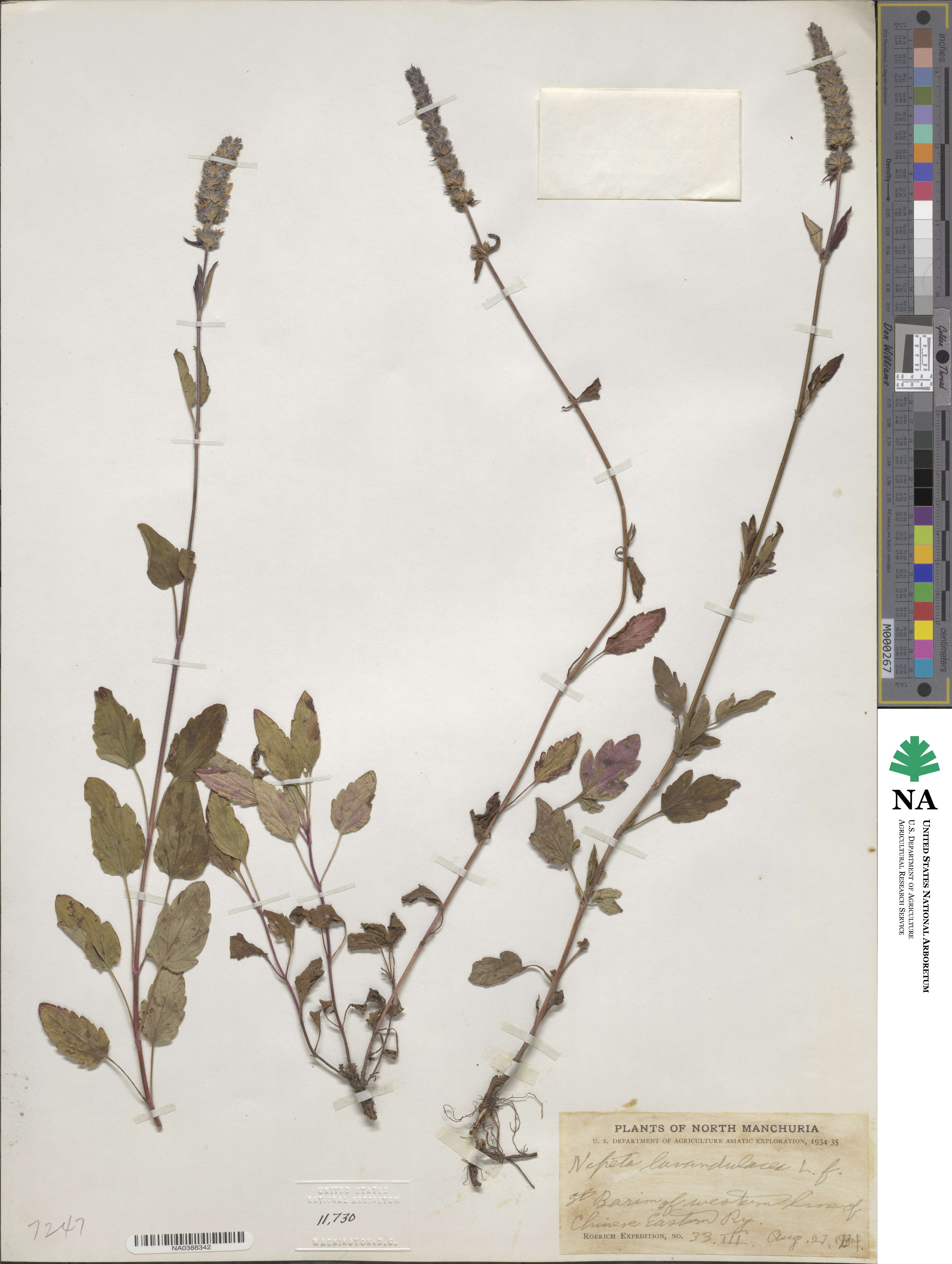 Nepeta lavandulacea image