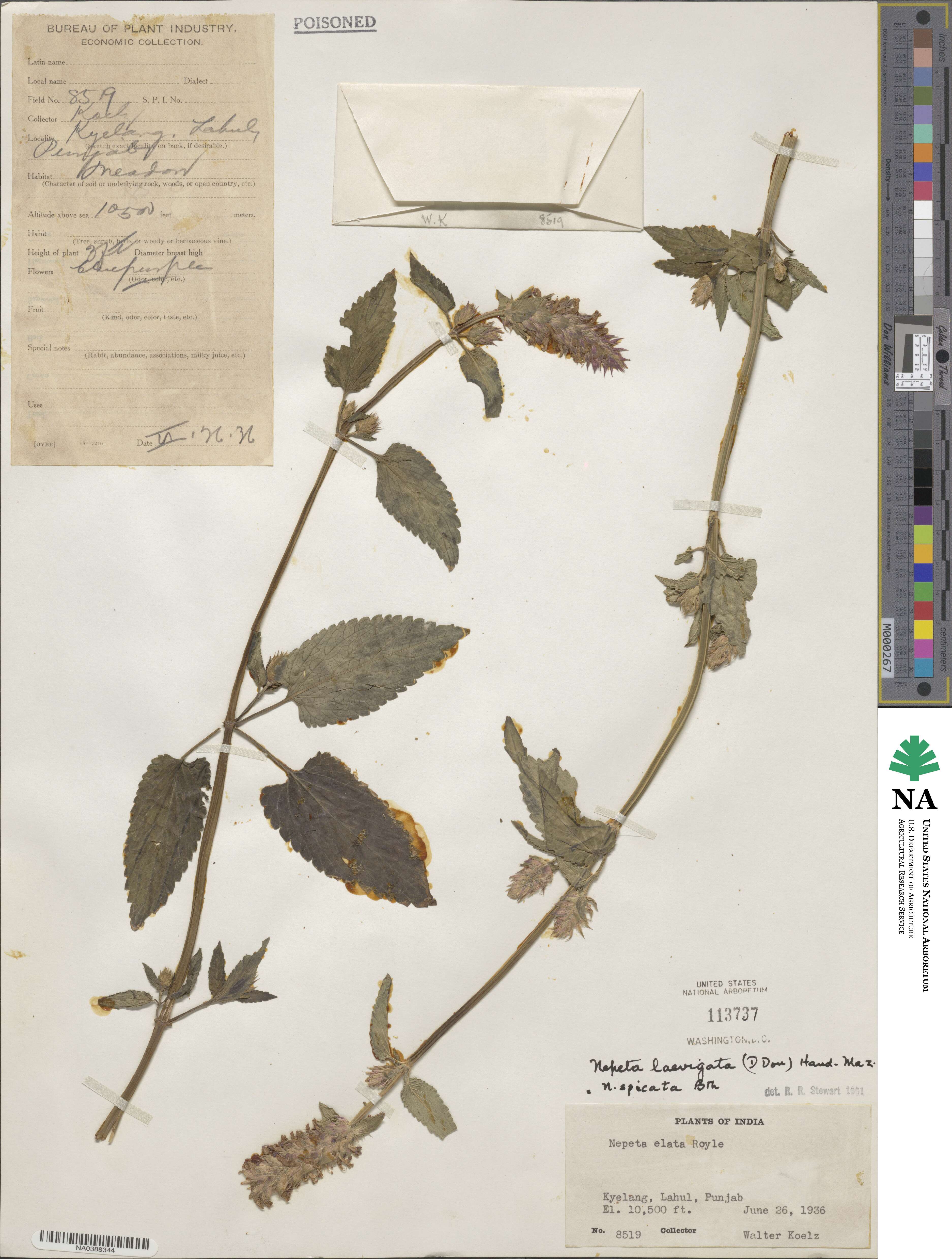 Nepeta laevigata image