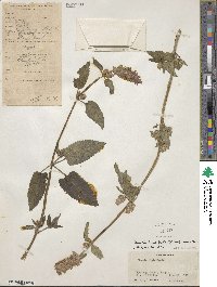 Nepeta laevigata image