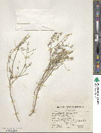 Image of Nepeta juncea