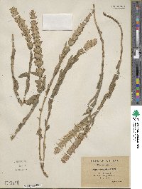 Nepeta tuberosa image