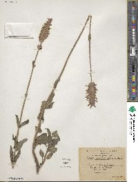 Image of Nepeta multibracteata