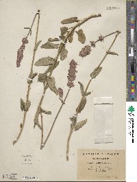 Nepeta multibracteata image